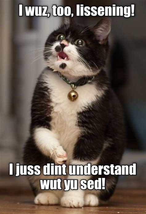 Yu Talking To Me Lolcats Lol Cat Memes Funny Cats Funny Cat