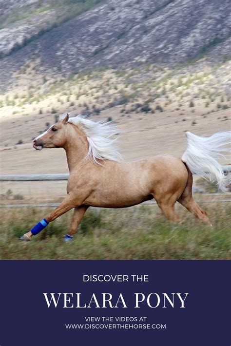 Welara Pony Horse Breeds Pony Horses