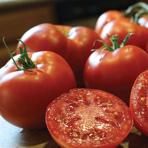 Better Boy Plus Hybrid Tomato Large Tomato Variety Seeds Totally Tomatoes
