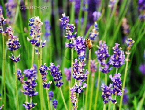 lovely lavender | Lovely lavender, Lovely, Lavender
