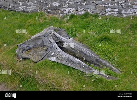 Minke Whale Balaenoptera Acutorostrata Skull At Sumburgh Head