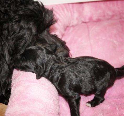Ask questions and learn about cockapoos at nextdaypets.com. Cockapoo puppy dog for sale in Shenandoah County, Virginia