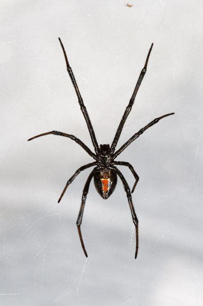 Black widows, named for their deadly courtship practices, are venomous spiders that are found all over the world. Black Widow Spider Hanging From Web - Spider Facts and ...