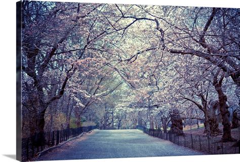 Cherry Blossoms Trees In Central Parks Bridle Path In New