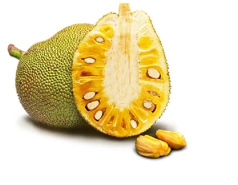Nah berikut ini ialah gambar daun mangga yang tulangnya menyirip tersebut. Nangka - Pengertian, Klasifikasi, Jenis, Manfaat Serta ...
