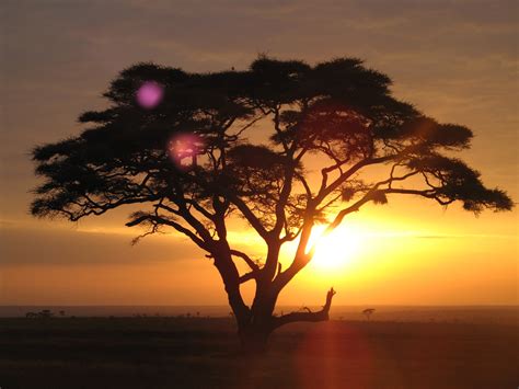 Wallpaper Acacia Tree Serengeti National Park Tanzania Sunset