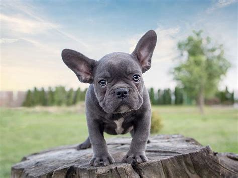 No dog with bad hips is bred. What is the mini French bulldog? - Frenchie World Shop