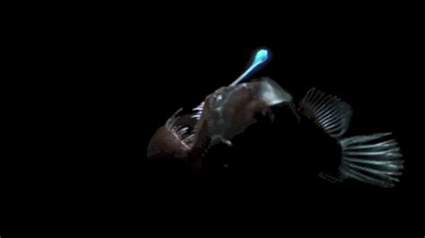 Nightmare Worthy Black Seadevil Filmed For First Time