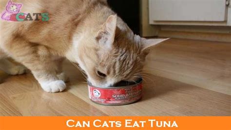 Cats are obligate carnivores, which means that they need meat to live. Can Cats Eat Tuna And Salmon Safely? The Answer May ...