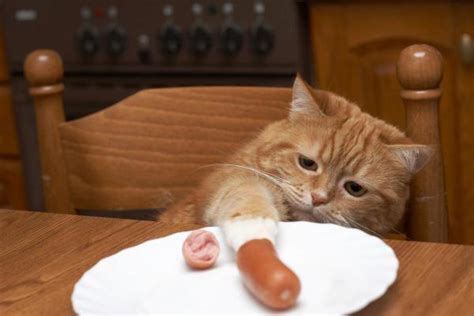 Can Cats Eat Sausage Dosage Side Effects And Contraindications