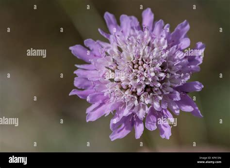A Purple Scabiosa Pincushion Flower Flower Head With Blurred Natural
