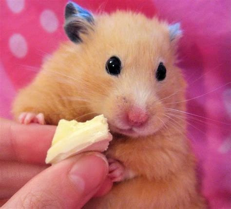 Very Cute Little Hamsters Wiresmash