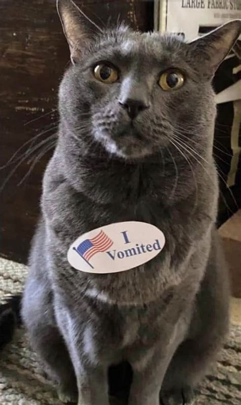 Cats Wearing I Vomited Stickers Make Elections Worth It