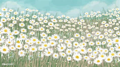 Download Premium Vector Of Blooming White Daisy Flower Background