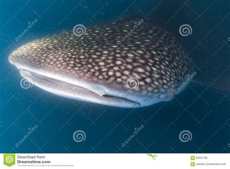 Whale Shark Scuba Underwater Portrait Stock Photo Image
