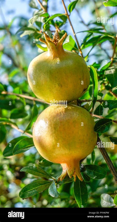 Pomegranate Fruit Tree Closeup 3 Stock Photo Alamy