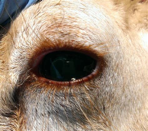 The Facts Pinkeye In Sheep And Cattle Mudgee Guardian Mudgee Nsw