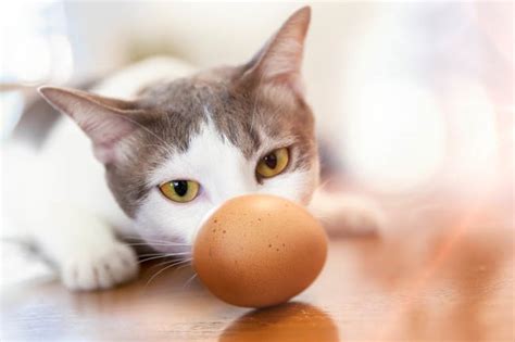 Spinach (filled with vitamins a, c, and k!) Can Cats Eat Eggs? | Cat-World
