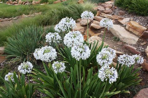 Small magical garden spaces on instagram: Agapanthus Queen Mum™ - DIG Plant Co.