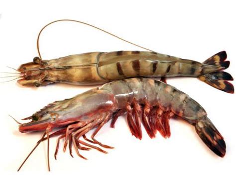 Healthy Farmed Shrimp Bulk Prices Morvish