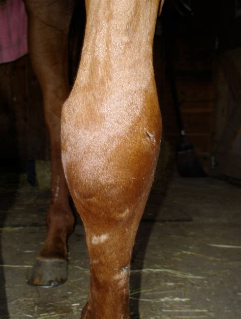 Treating Cellulitis In Horses Equine Ink