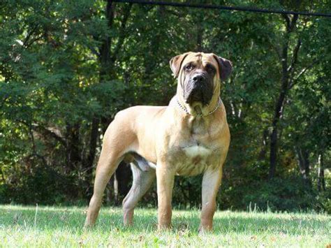 I had a lab/rotti and she was the best and smartest dog i. Boerboel dog breed - characteristics, appearance, history ...