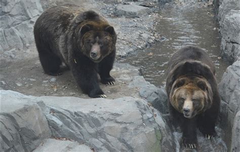 Wildlife Conservation Society Opens Grizzly Bear Exhibit At Central