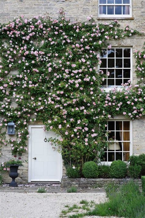 Plants For Window Boxes And Front Garden Ideas Uk