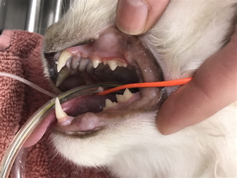 Does dog insurance cover dental cleaning. Cat Dental Cleaning Procedure: Ragdoll Cat Trigg's Dental ...