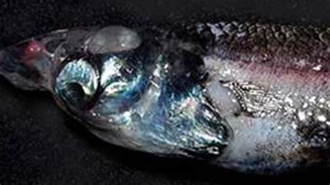 Eye Boggling Scientists Find New Four Eyed Fish Species In Waters Off
