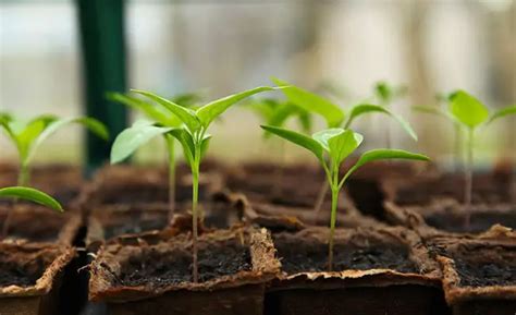 When To Transplant Seedlings Hydroponics Rightfit Gardens