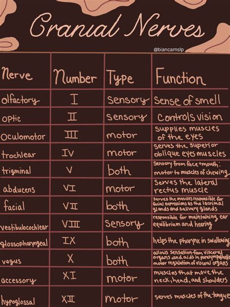 Facial Nerve Anatomy Cranial Nerves Anatomy Cranial Nerves Mnemonic