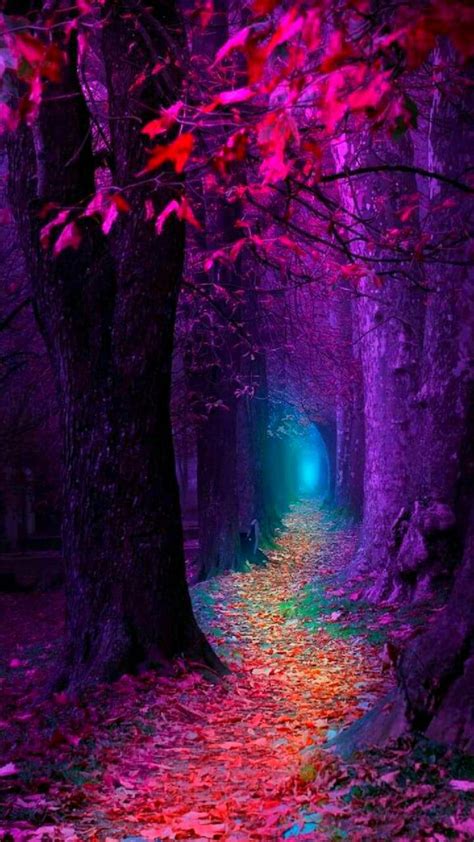 Mystical Forest Wallpapers Top Free Mystical Forest Backgrounds