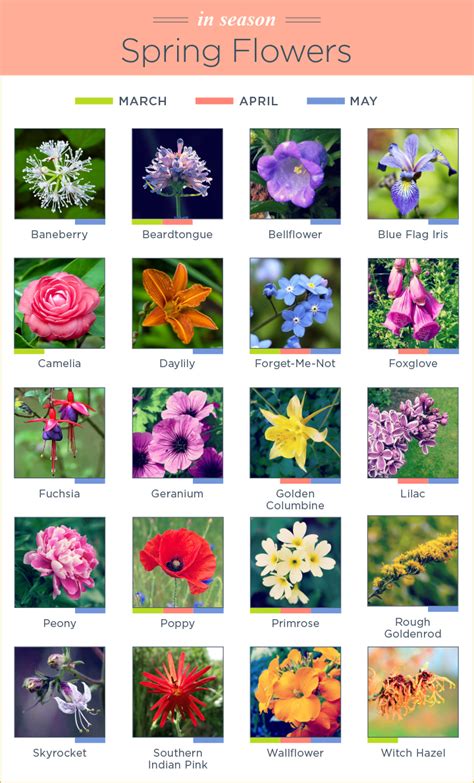 40 Flowers Name In English Best Flower Wallpaper