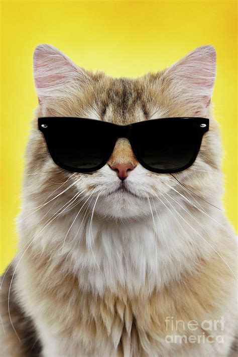 British Longhair Cat Wearing Sunglasses Photograph By Jean Michel Labat Pixels