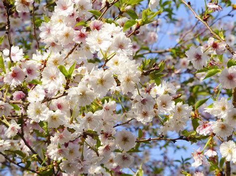 Free Photo Sakura Cherry Blossom Japan Free Image On Pixabay 776656