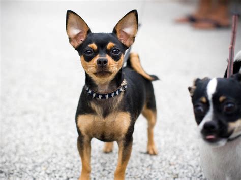 6 Different Types Of Chihuahuas Dog Mixes Breeds With Pictures