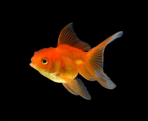 Tips For Fancy Goldfish Hikari Sales Usa