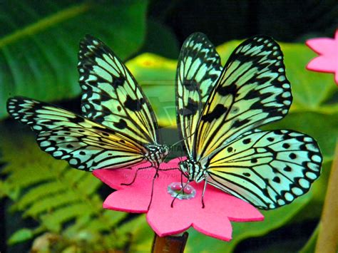Beautiful Butterflies Butterflies Wallpaper 41141200 Fanpop