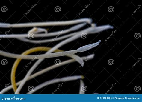 The Study Of Acanthocephala Is A Phylum Of Parasitic Worms Known As