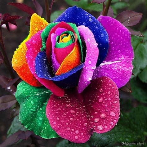 Rainbow Rose Seeds Natural Multi Colour Petals Plant