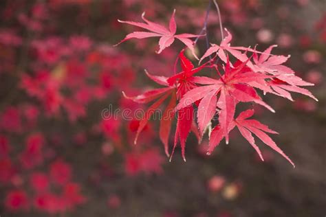 Red Maple Leaves In Autumn Stock Photo Image Of Fall 113588242