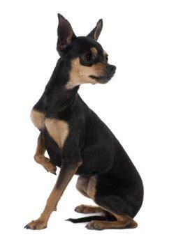 Oh yes they are the double bows with glitter and adorn the dogs with the perfect grooming completed. Short-haired Small Dogs Breeds For Those That Hate to Groom