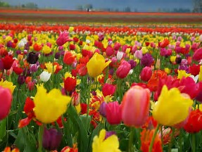 Image result for field of tulips