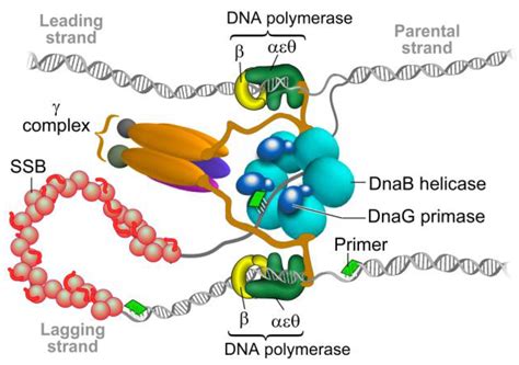 antibiotics free full text dnag primase—a target for the development of novel antibacterial