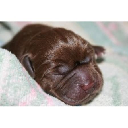 Mom was a black lab mix but we do not know anything about the dad. Canyon Labradors, Labrador Retriever Breeder in Colorado ...