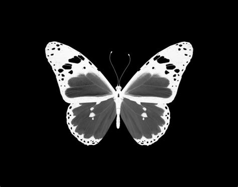 Mariposa, concepto de amor y relaciones — Foto de stock © sun_tiger
