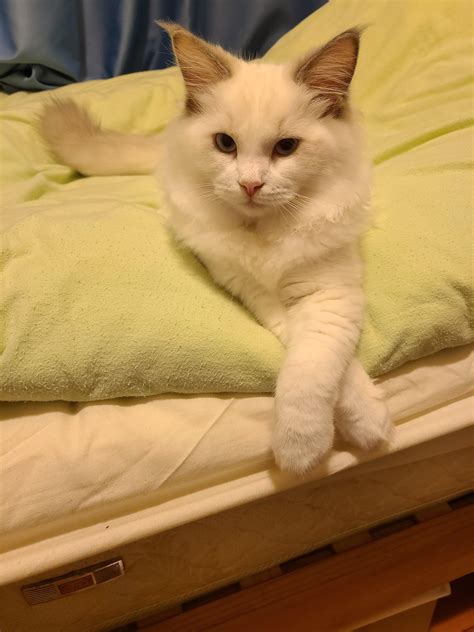 My kitten striking a sassy pose : r/ragdolls