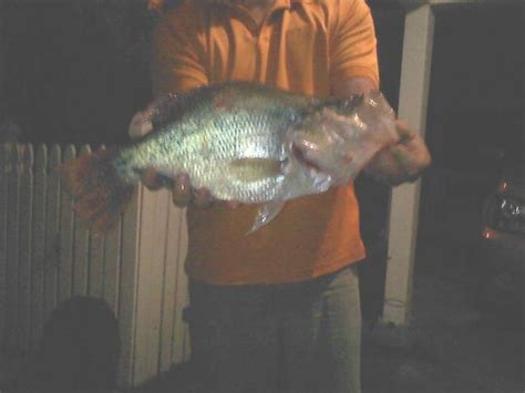 The reservoir was created as the first county owned, constructed, and operated power dam in the united states. New Lake Blackshear Record Crappie Caught!!