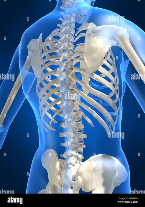 Human Skeleton Backside Stock Photo Alamy
